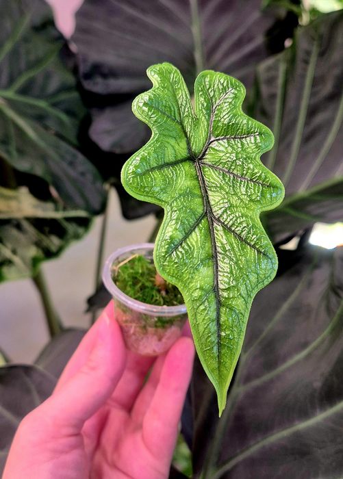 Молодые алоказии