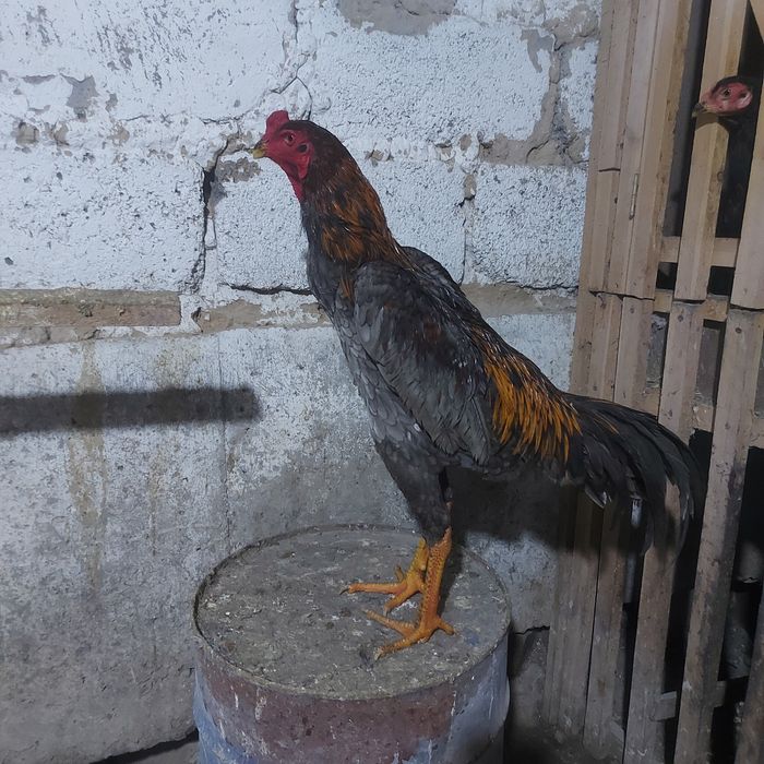 Корейц китай джужа июнски