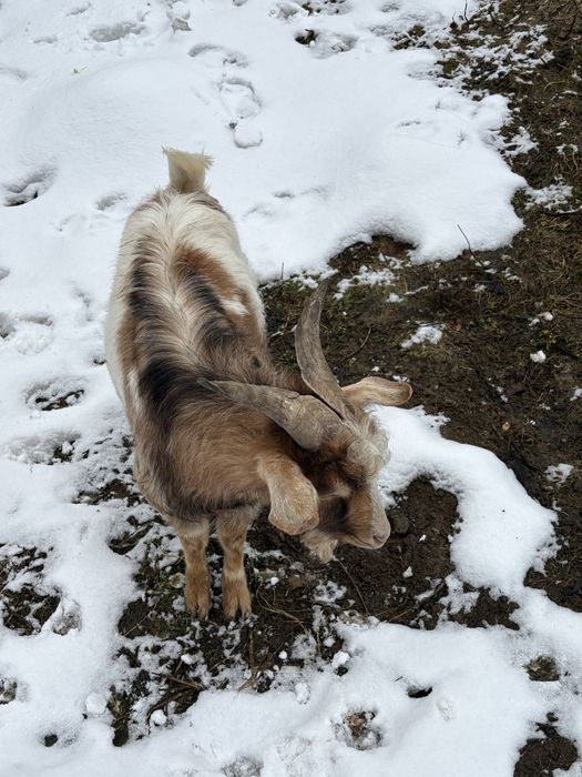 Vând țap pentru montă