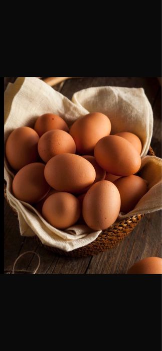 Инкубационные яйца