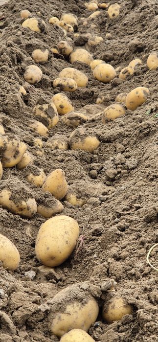 Картофель  каломба   семена