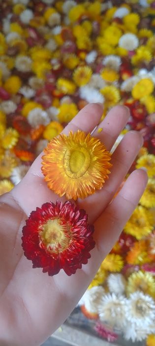 Flori de pai producție 2025