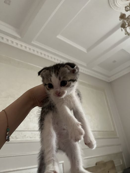 Котята шотландские вислоухие