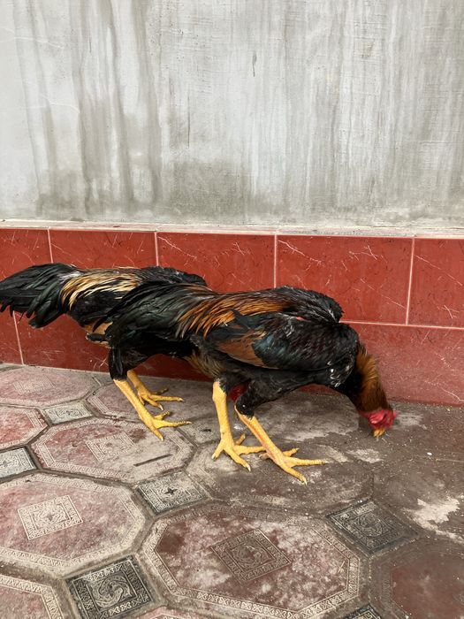 Дакан Зоти Карис!