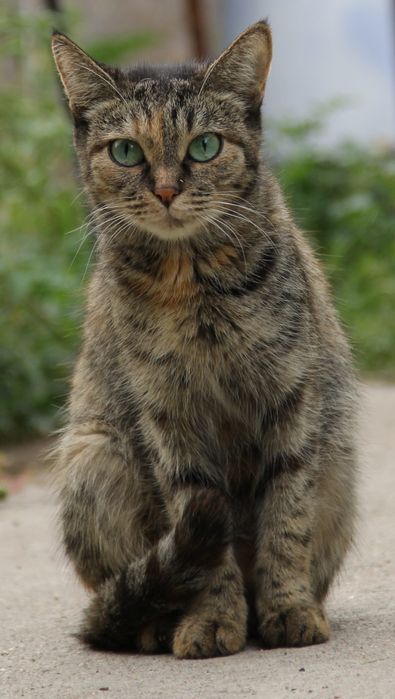 Пропала кошка 6 июня