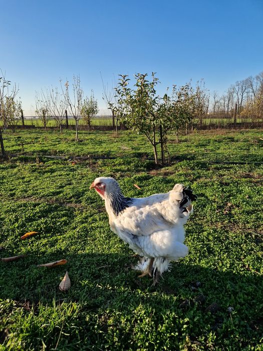 Familie Brahma HD 1+1 an 2024