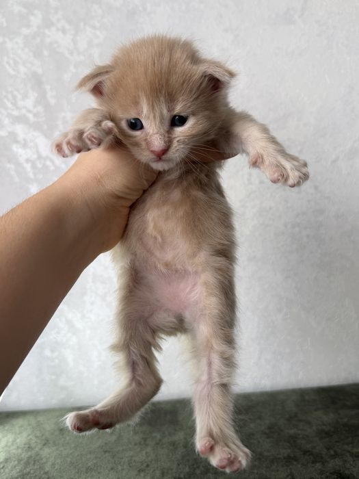 Мейн кун котята резерв