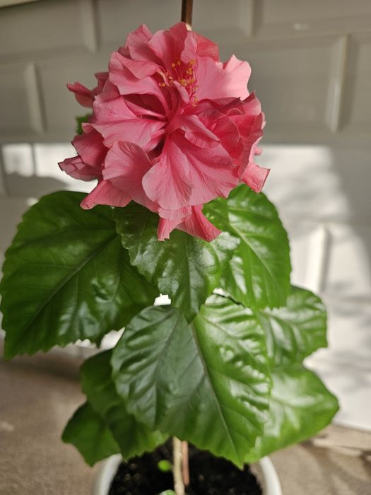 Гибискус. Китайская роза