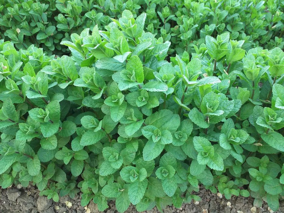 Menta olandeza fresh.