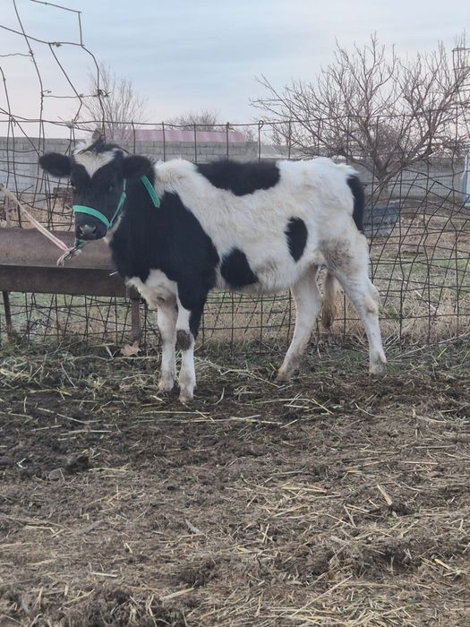 Тана сатылады 1жасар