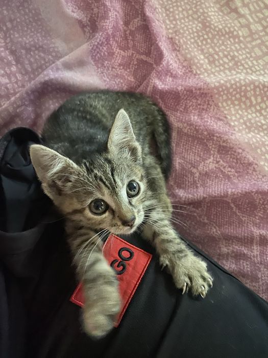Donez pisicute nascute pe 12 aprilie de Paște