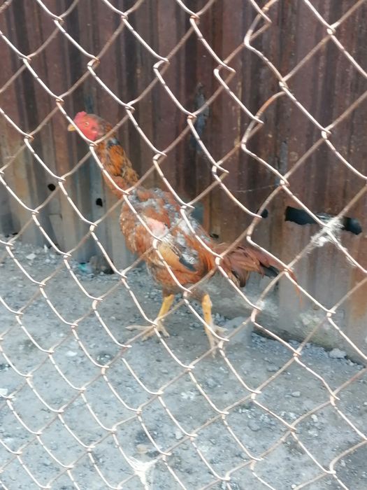 Продам дакана продам