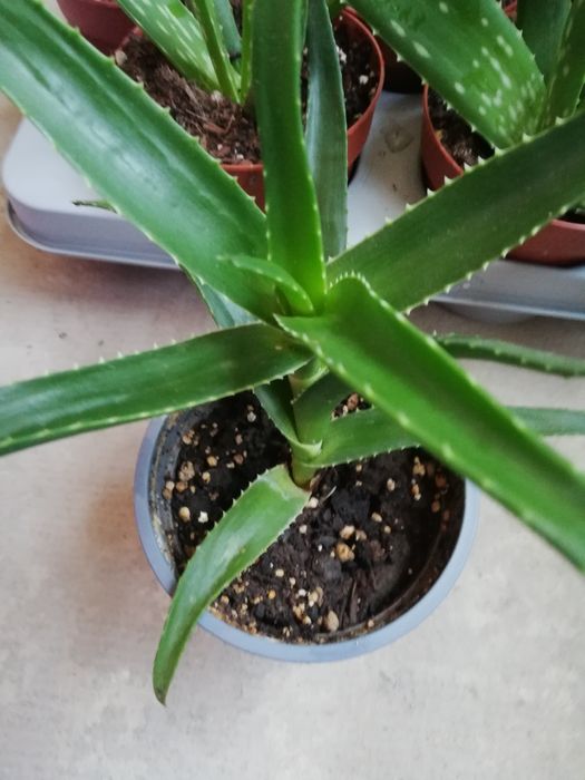 Алое Вера лечебно