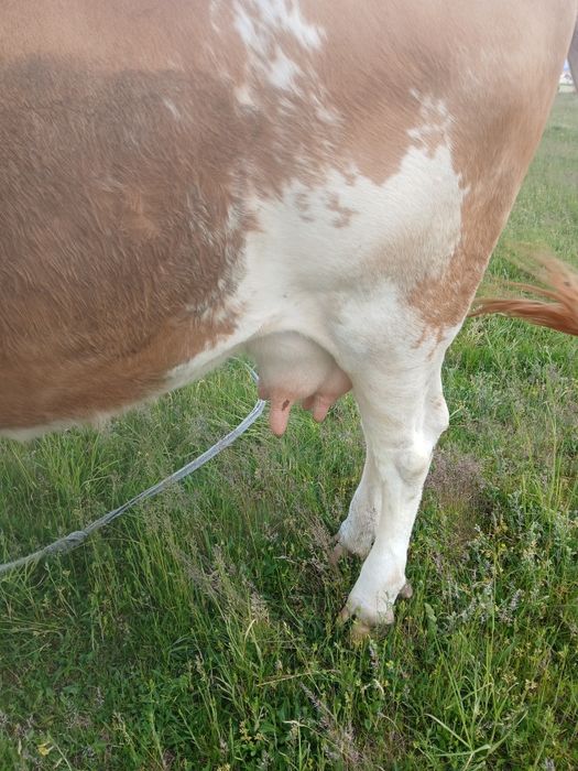 Vand vaca de 5 ani baltata românească