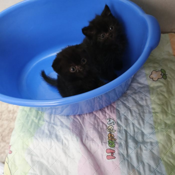 Продоётся породные котята