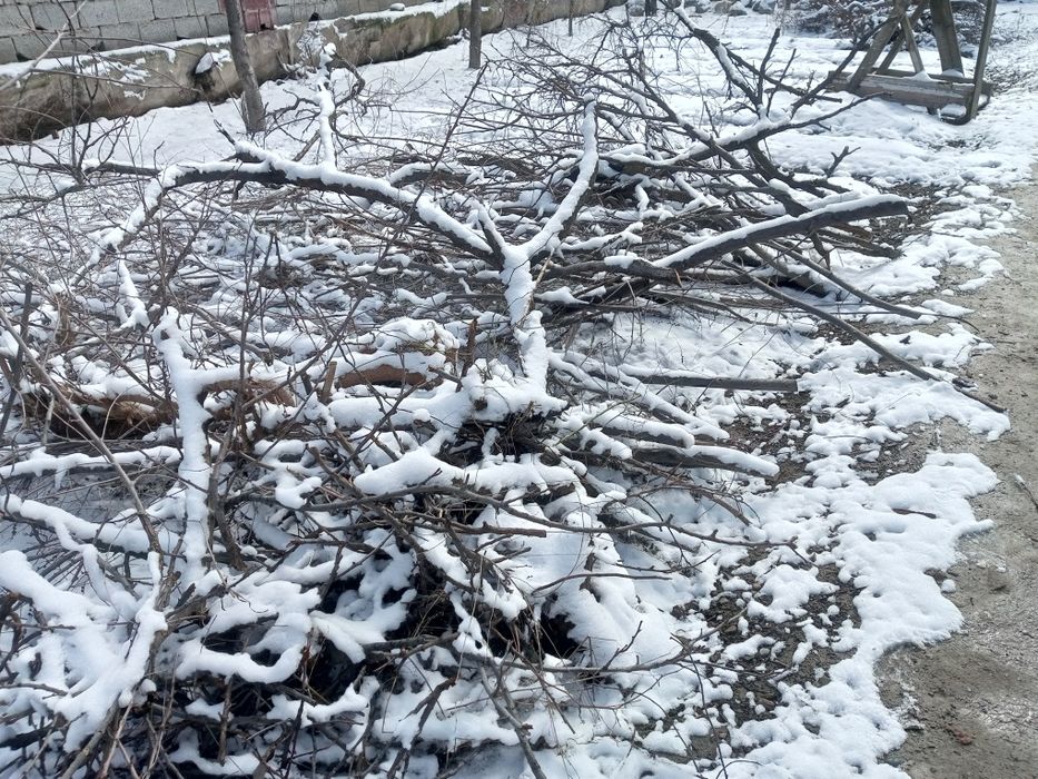 Отдам даром дрова