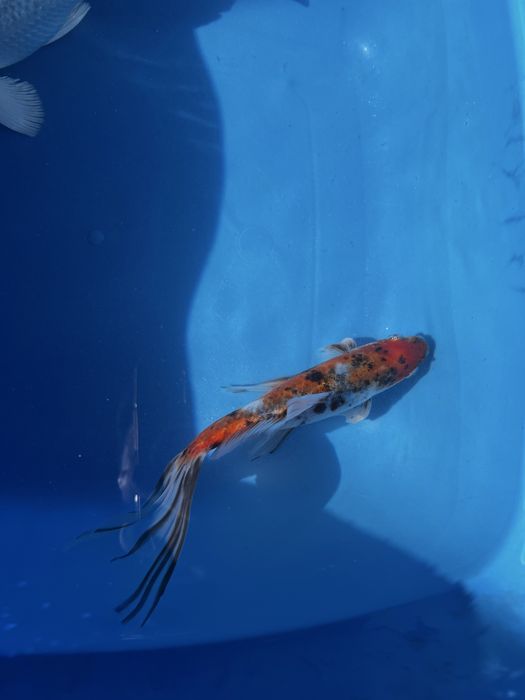 Koi balig’i sotiladi