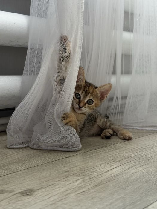 Котенок(девочка)