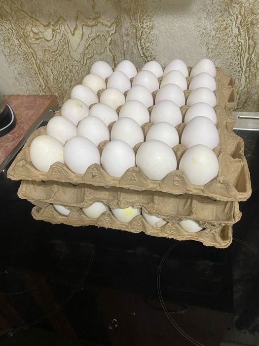 Куры несушки доставка