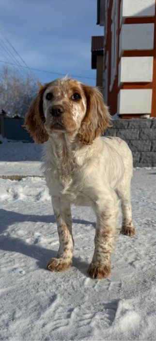 Пропал щенок спаниеля