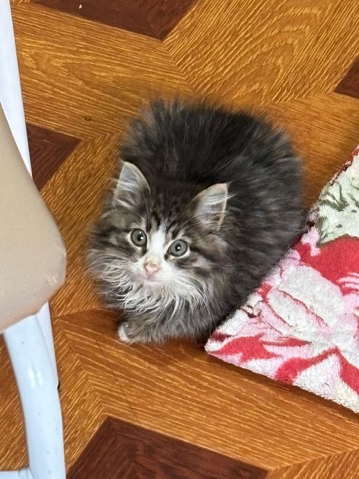 Котенок в добрые руки