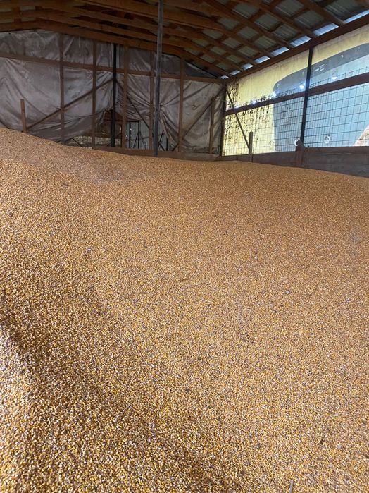 Vând grâu și porumb 0,90 lei kg