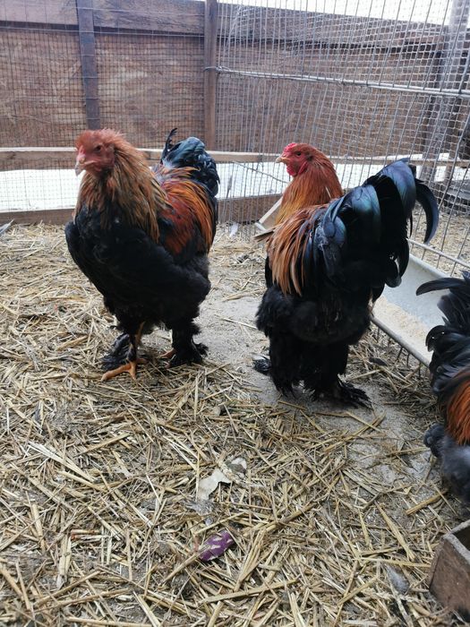 Vând cocoși brahma columbia   hi și potarnichiu