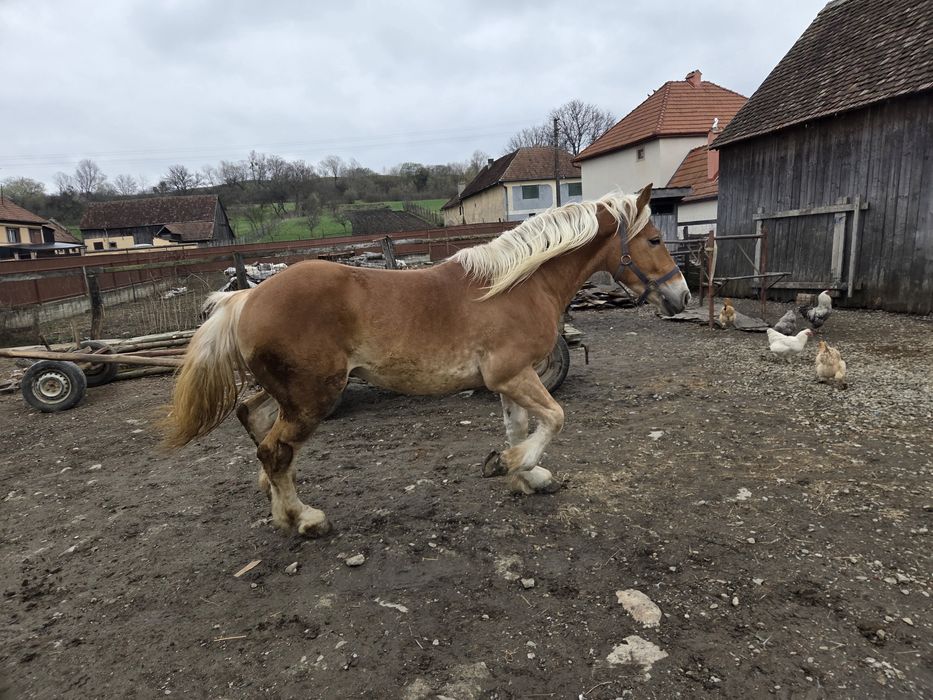 Am 2 cai de vanzare