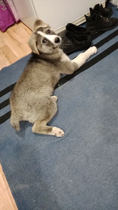 Отдам щенка алабая