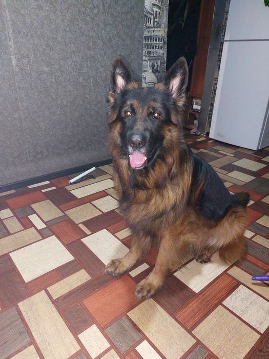 Кобель для вязки