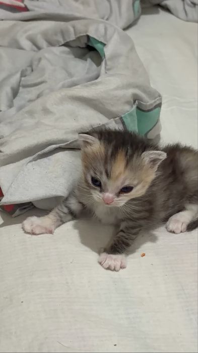 Котята девочка и мальчик)(