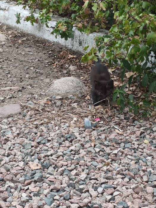 Отдам котёнка бесплатно