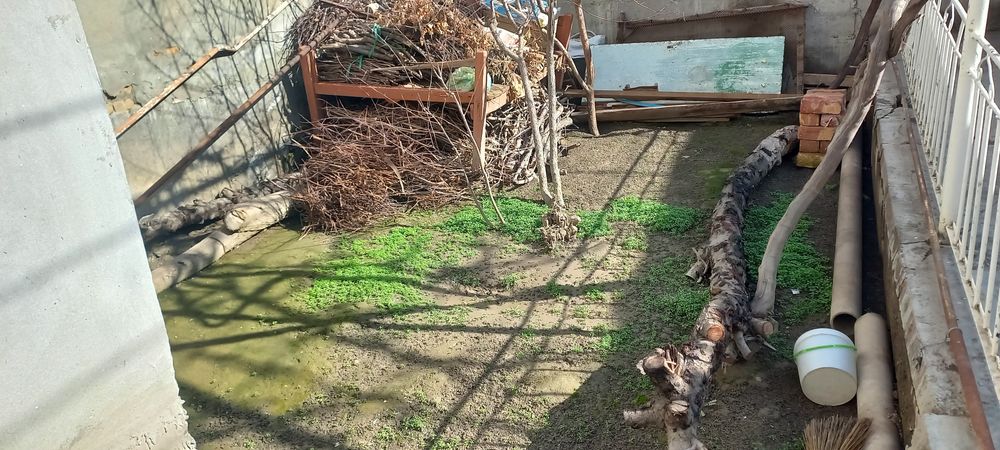 Quruq o'tin sotiladi