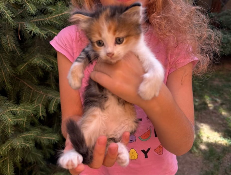 Котята, отдам в хорошие руки