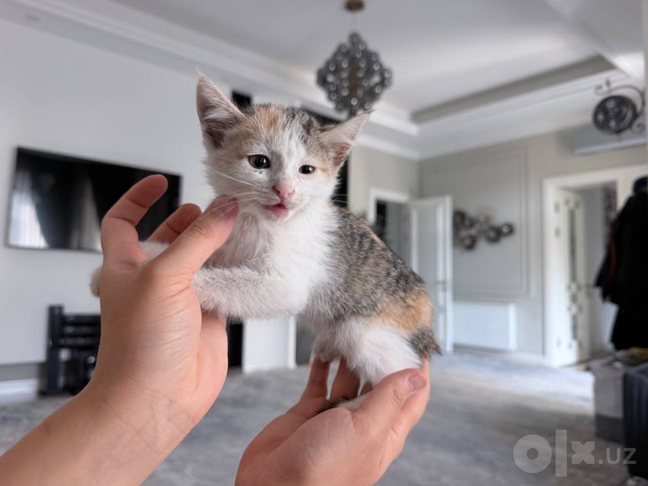 котенок в хорошие руки