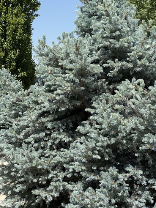 На продаже голубая ель