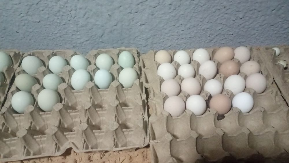 Продам инкубационное яйцо куриное