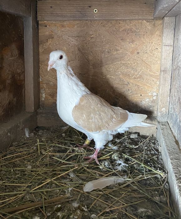 Vand sau schimb cu porumbei,gaini sau iepuri