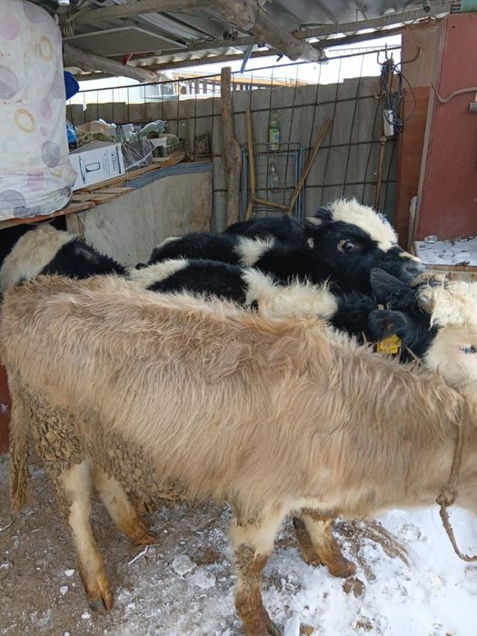 Бұқалар сатылады. Продам бычков.