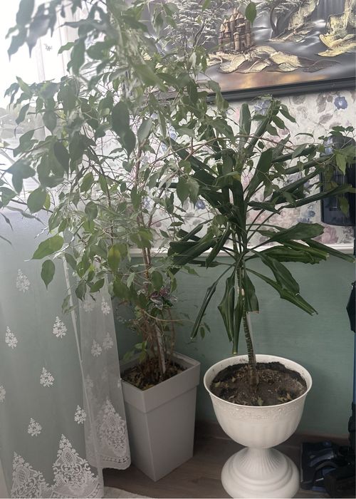 Продам комнатные растения