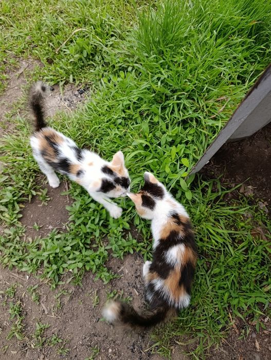 Отдам котят в добрые руки