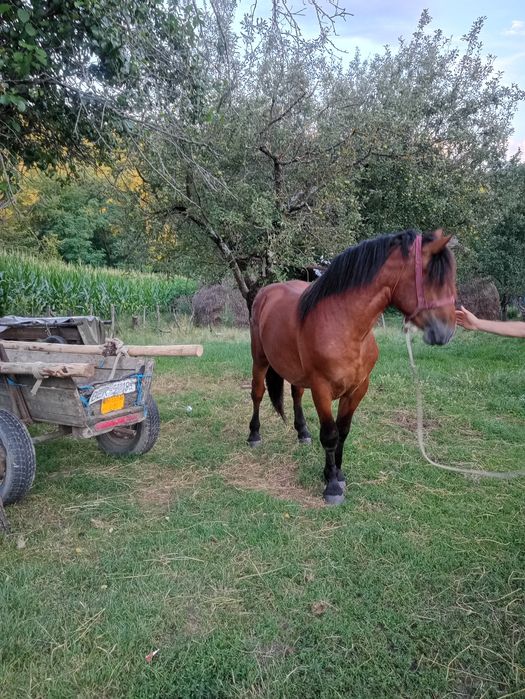 Cârlan de vânzare vârsta 2 ani foarte cuminte