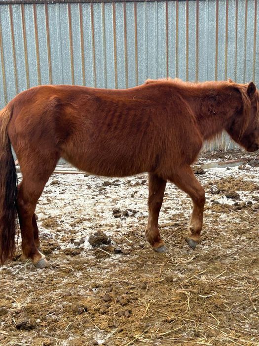 Продам Кобылку 650000