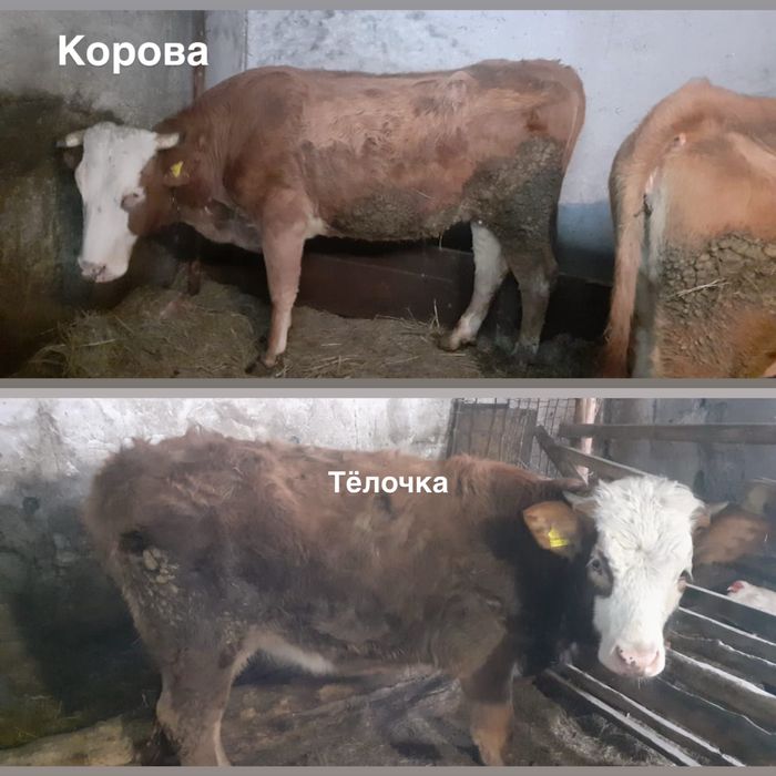 Продам корову стельную и тёлочку 11 месяцев