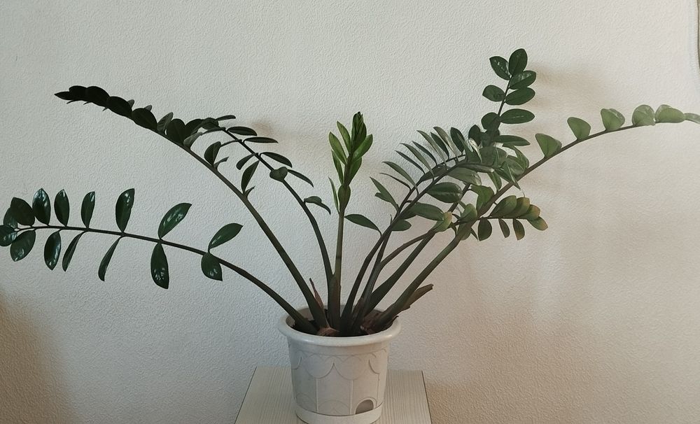 Пальму , Замиокулькас - долларовое дерево