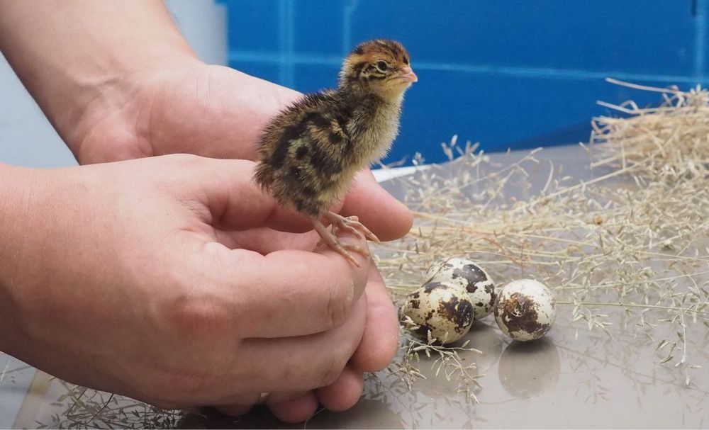 Цесарка sisarka jojalari bor