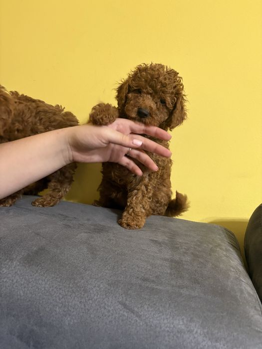Toy poodle,  той пудели