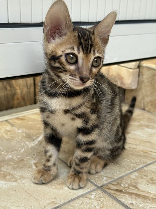 Бенгальские котята