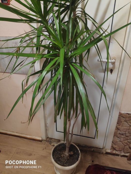 Драцена-мартината