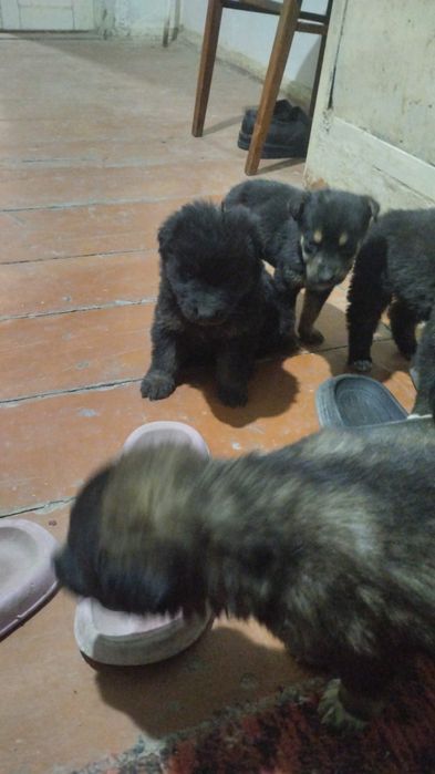 Отдам даром в хорошие руки шинки звонки